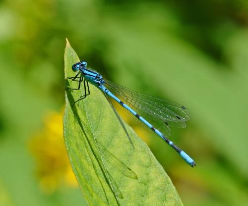 Enallagma cyathigerum